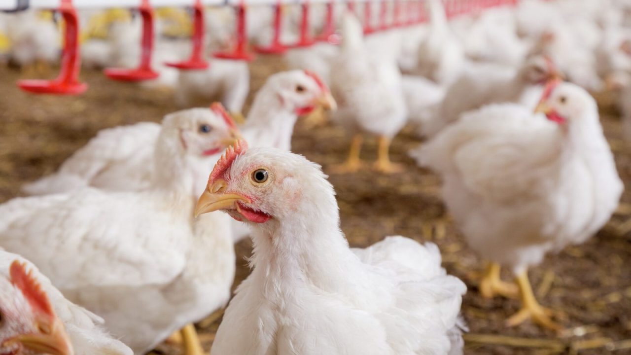 China limita embargo e suspende compras de carne de frango apenas de Santa Catarina