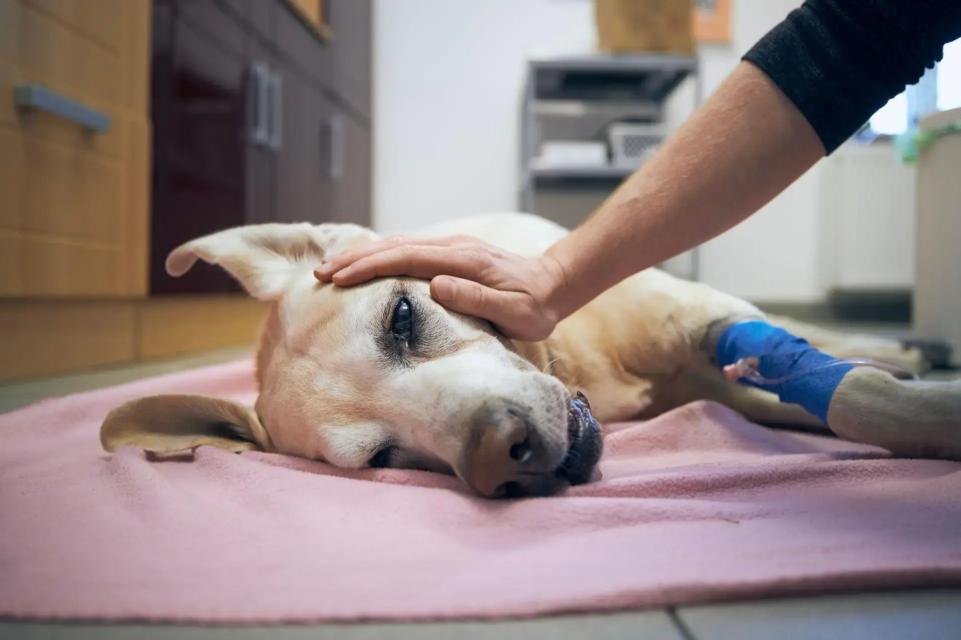 Araçoiaba da Serra abre inscrições para campanha gratuita de castração de cães e gatos em 2025