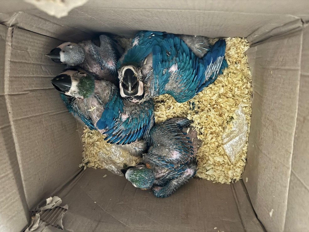 Filhotes de papagaios e araras são resgatados de cativeiro clandestino em Araçoiaba da Serra