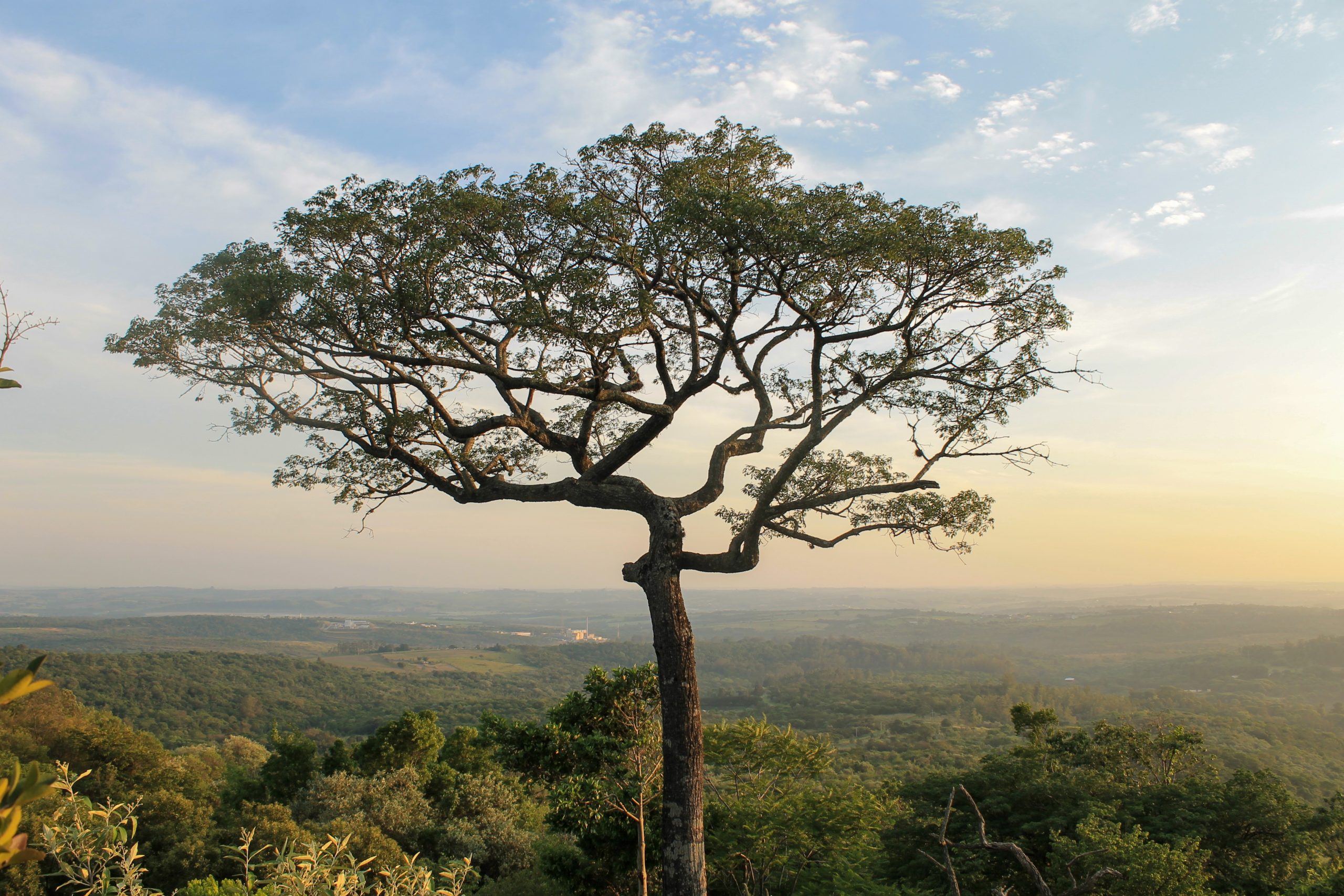 Floresta Nacional de Ipanema