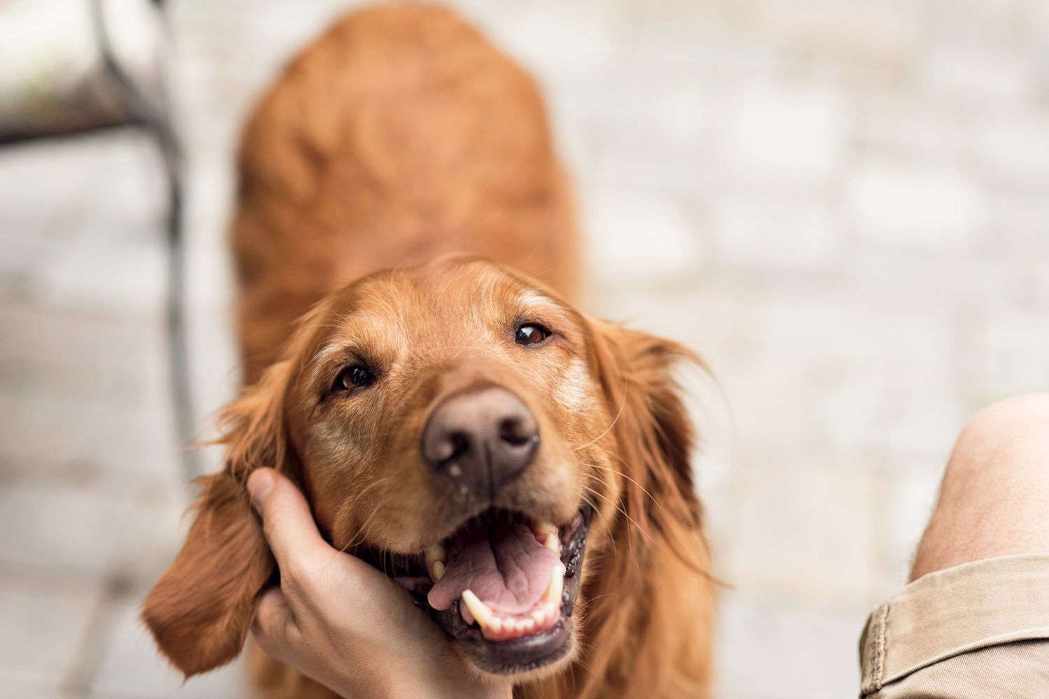 Castração gratuita de pets